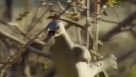 a shaman attacks a Russian man