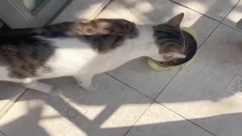 Funny cats and dogs funniest animals funny video of pets❤️🐶