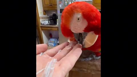 Person is preening their Macaw Parrot!