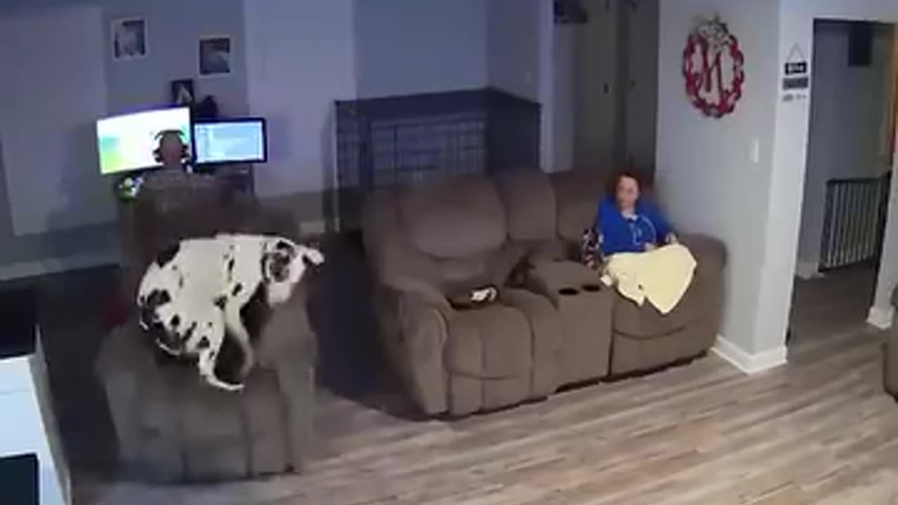 Animal are very funny And cute