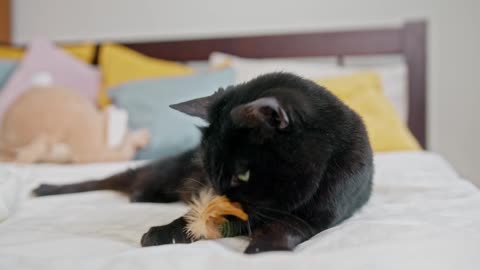 Funniest Animals - Best Of The 2022 Funny Animal Videos