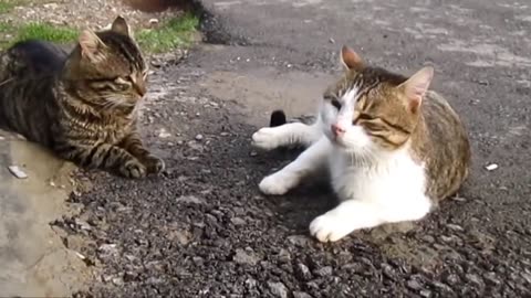 Fight of Cats