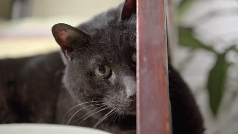 100 cat videos, cute cats, funny cats