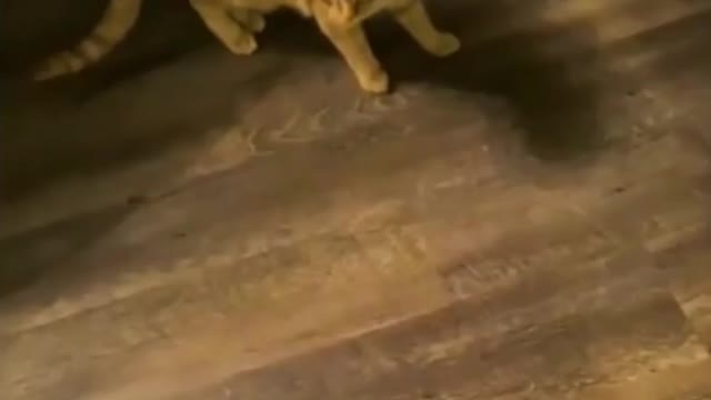 Best Funny Animal Videos 2022 #shorts #viral part 02
