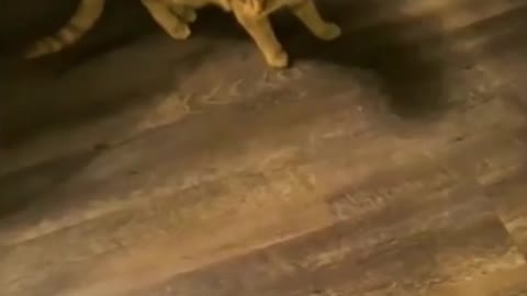 Best Funny Animal Videos 2022 #shorts #viral part 02