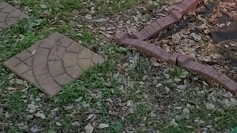 Homestead garden utilizing multiple raised beds *Part #8