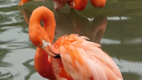 Flamingo Exotic Birds Flemish Pink Flemish Pink