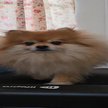 Adorable fluffy pomeranian finds joy in daily treadmill walks
