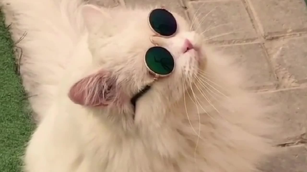 Collection of cute and funny cats