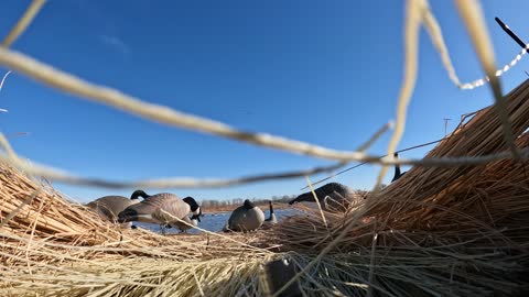 Goose Knocks the Wind Out of Hunter