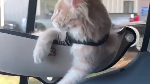 News Break: Road Trip