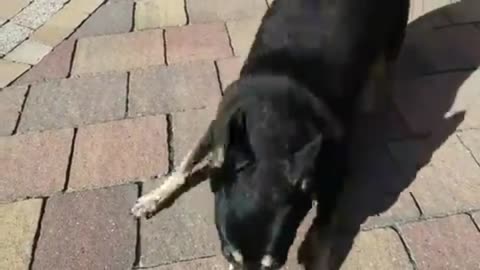 Funniest Pet Fails Compilation Funny Pet Videos