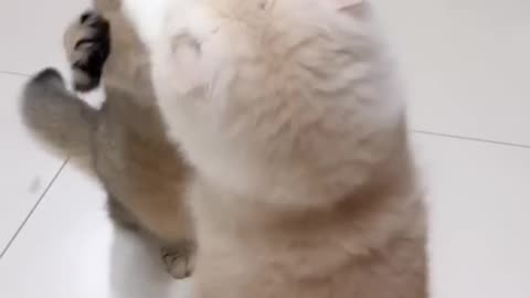 Cute funny playing cat !