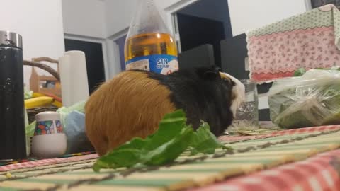 Cobayito comiendo una rica lechuga 1😋