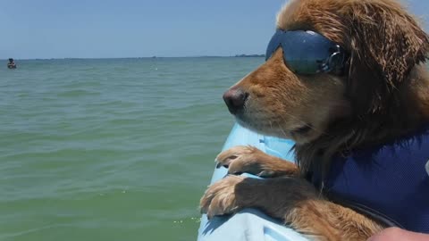 Dog Wearing Sunglasses Relaxes on Boat in Ocean