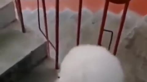 Dog Walks Up Stairs With 2 feet