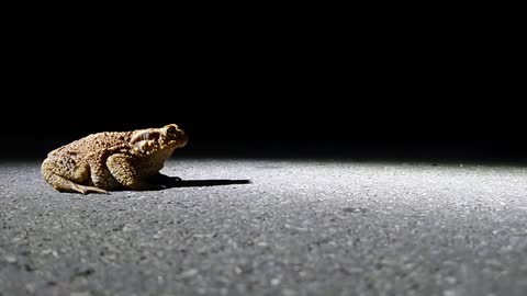 Frog - 46680
