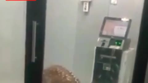 A 🦌deer entered in the ATM booth.