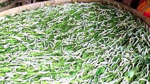 Silkworm to Silk Process/ Transformation in a village of India .