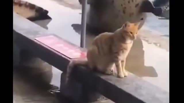 Animal so cute baby #Animal #baby #hen baby cute #Cat cute