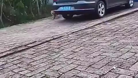 Dog Trip