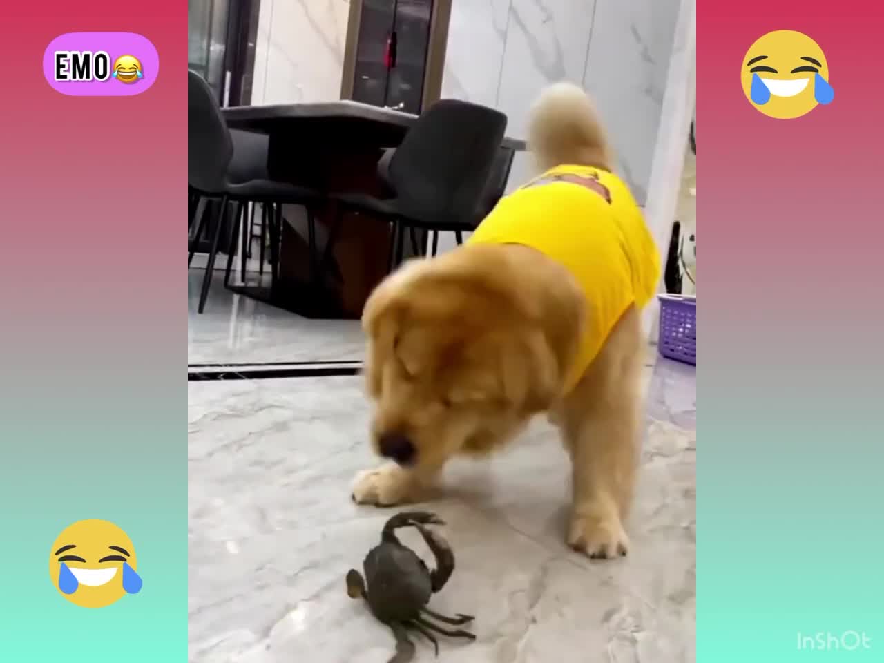 Funniest Animals Videos - Best 😹 Crazy Dogs🐶😘 Videos 2022!