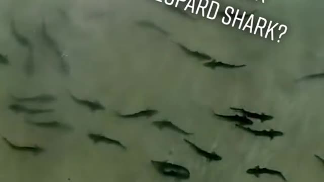 HAS ANYBODY ELSE EVER STEPPED ON A LEOPARD SHARK?