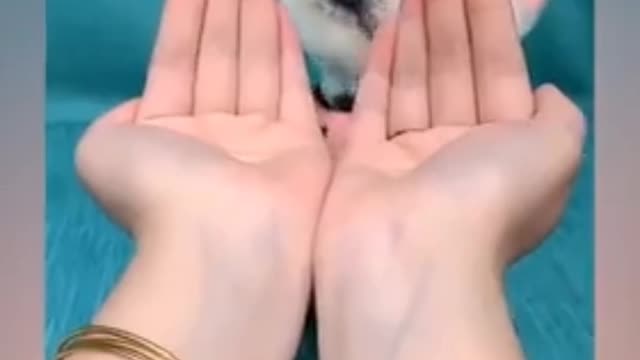 Most Famous Pomeranian