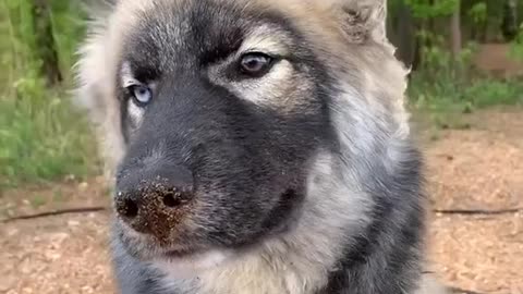 Gray eyes, gray hair