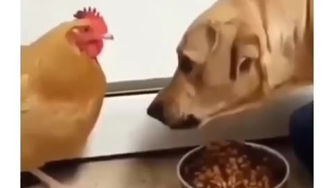 Animals are funny.