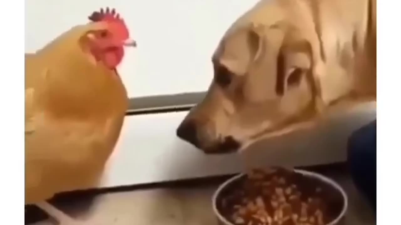 Animals are funny.