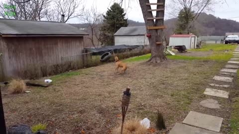 Funny Pet Video