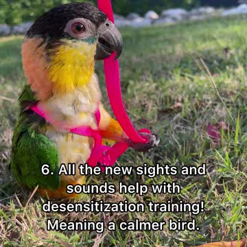 7 Reasons to Harness Train your Bird