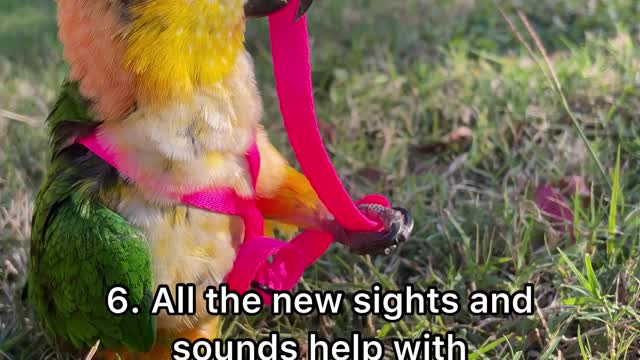 7 Reasons to Harness Train your Bird