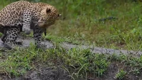 Hilarious Tiger #shorts #shortvideo #video #virals #videoviral