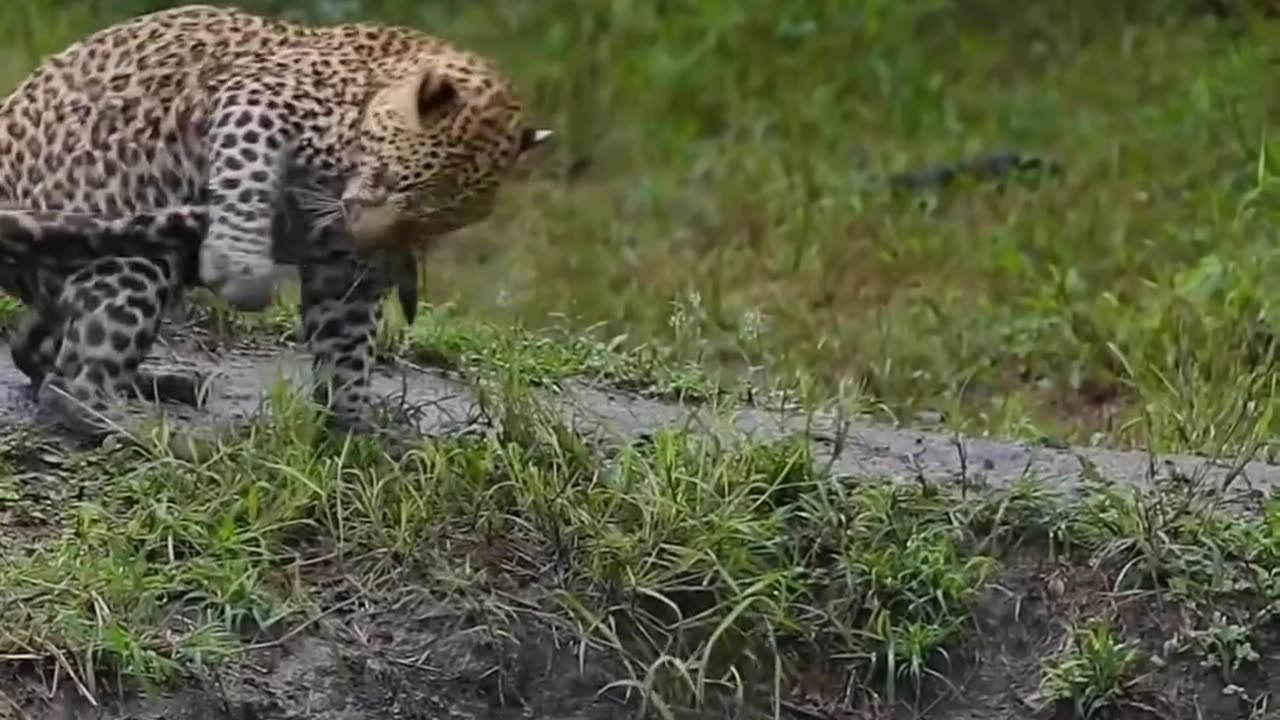 Hilarious Tiger #shorts #shortvideo #video #virals #videoviral