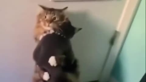 cute animals