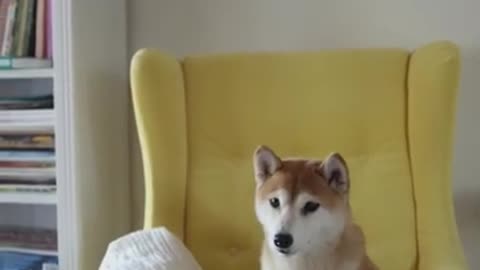 CUTE DOG # CUTE ANIMALS # ITS JUDAMI # #SHORTS