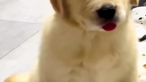 funny dog cat video 📹 😄 🤣 😆 😍