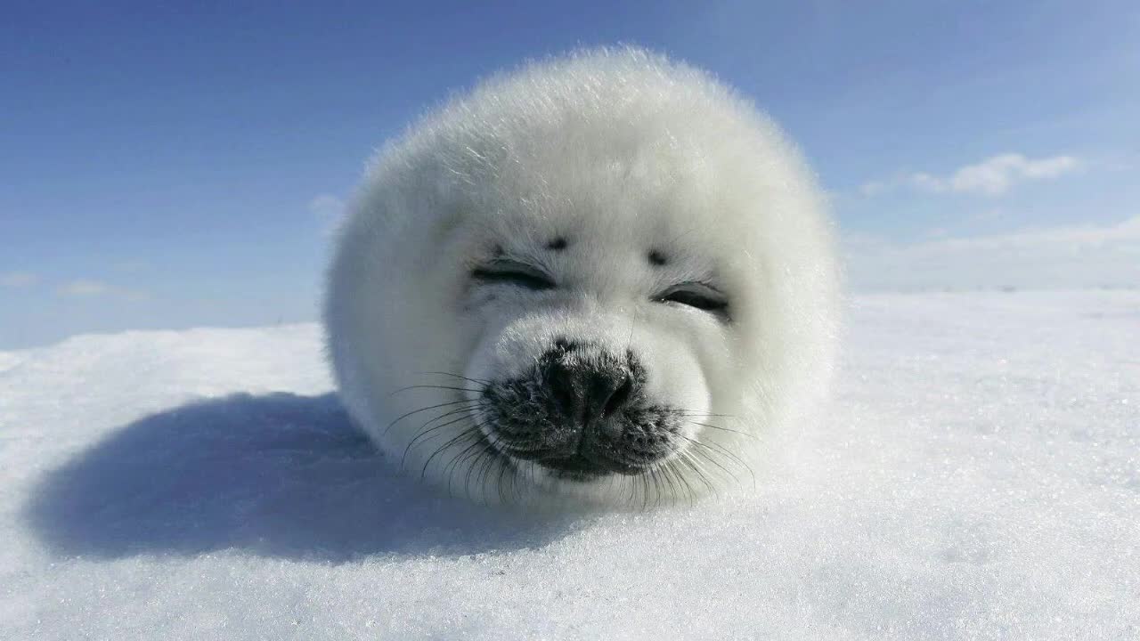 seals are the cutest things ever