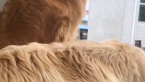 CUTE DOG & CAT