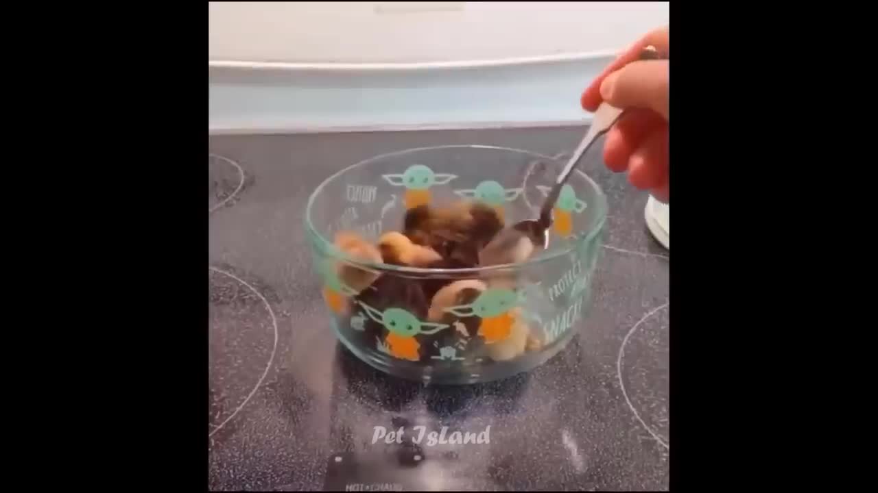 Try Not To Laugh - Funny Panda video 2022 / Pets Island