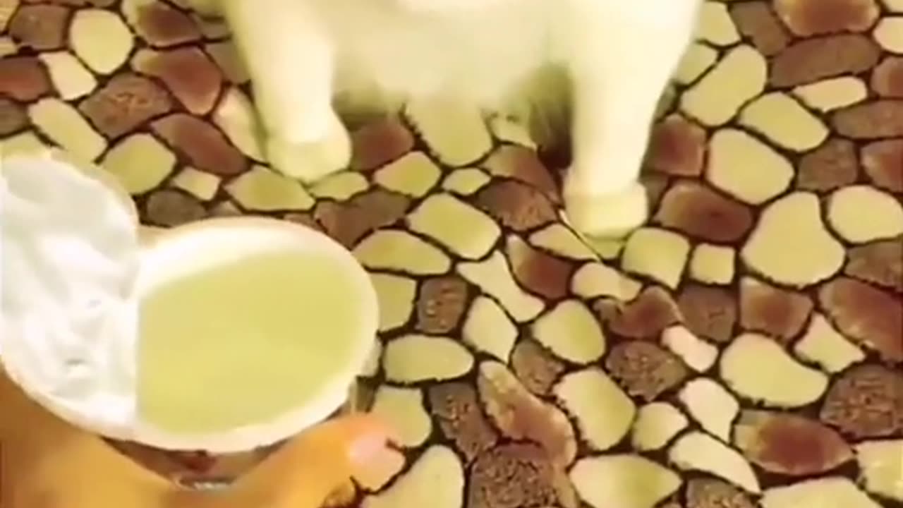 Cats That Will Make You Laugh Out Loud!
