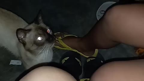 Cat wants to eat
