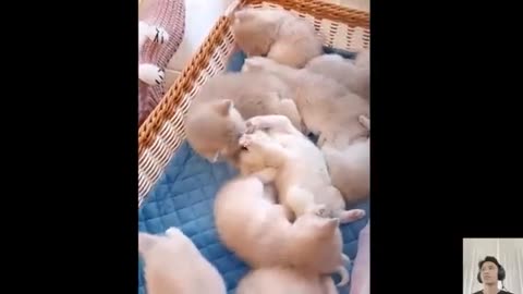 Laugh Until You Cry- Cats and Dogs in the Funniest Moments Ever - Cats and Dogs funny videos