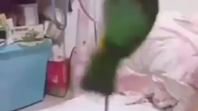 Elegant and graceful bird with incredible gracefulness what it does
