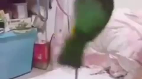 Elegant and graceful bird with incredible gracefulness what it does