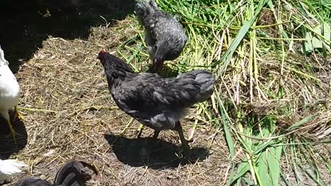 Chicken Treat 7-3-23