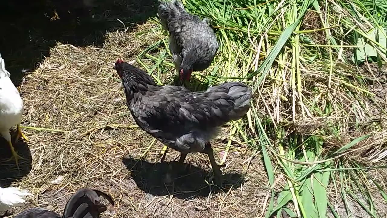 Chicken Treat 7-3-23