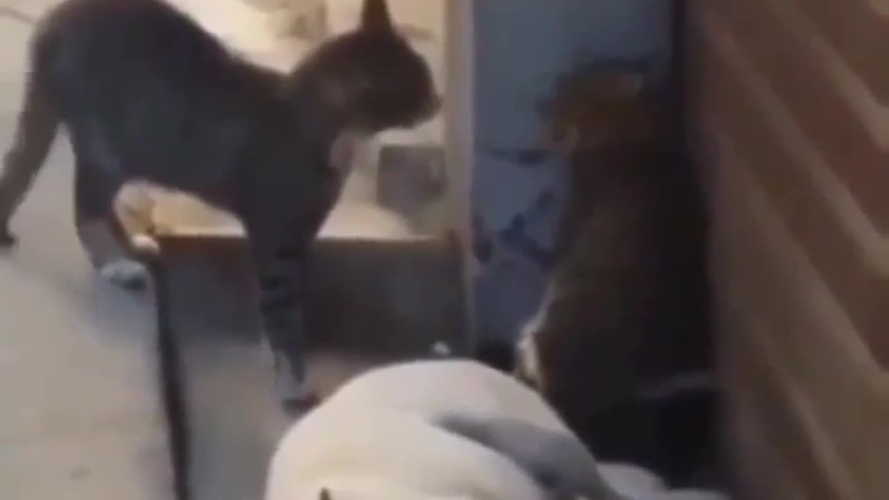 Can't he sleep in peace?